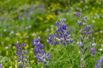 Fototapeta premium lupine