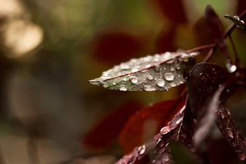 Red Leaf with Raindrops