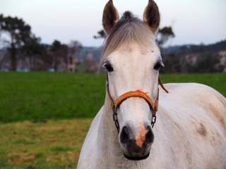 Portrait of a white horse in a green field