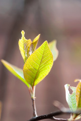 Young Spring Leaves