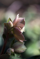 Obraz premium Pink Hellebore Flower