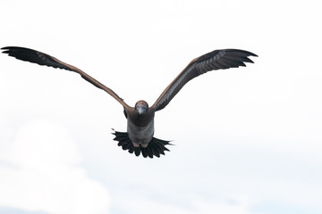 Brown Bobbie in flight