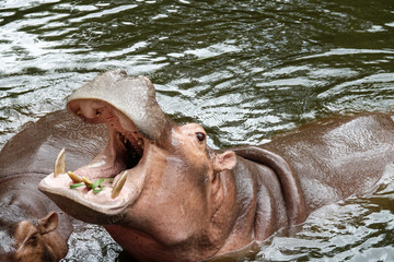 Hippos in the Water Eating grass with Mouth Open