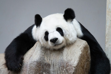 Fototapeta premium Giant panda bear sleeping on the rocks.