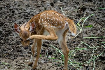 a little baby deer in the zoo