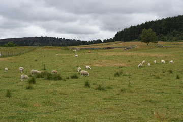 Obraz premium sheep