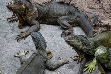 Old black iguana in zoo