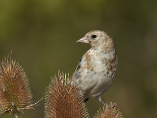 European goldfinch (Carduelis carduelis)