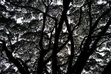 Black Tree Silhouettes On White Background