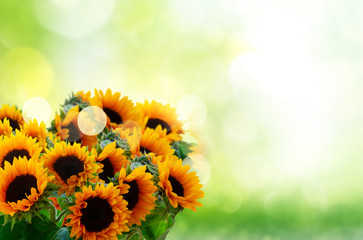 Fresh sunflowers over green garden background with copy space