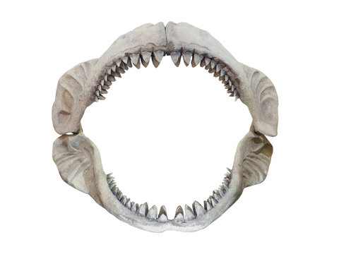 Real jaws of Carcharodon Megalodon