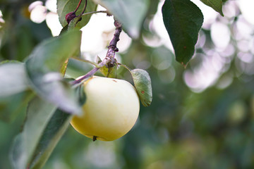 Apple tree close-up. Fruits grow in the natural environment. an ecological product for vegetarians. Stock Photo for design