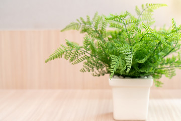 Fern with White pot On Wooden table