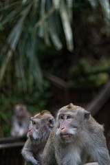 Monkey Pair