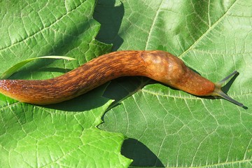 Orange slug on green leaves background, closeup