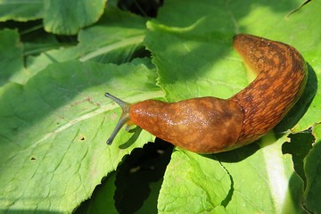 Orange slug on green leaves background, closeup © natalya2015