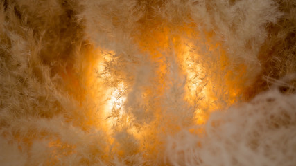 Algodon luminoso © ditruter