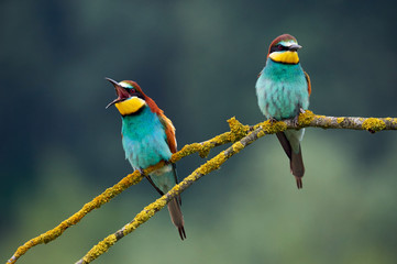 Two beautiful European bee-eaters (Merops apiaster)