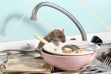 Young rat (Rattus norvegicus) climbs into the dish with the leftovers of food on a plate on sink at the kitchen. Fight with rodents in the apartment. Extermination.