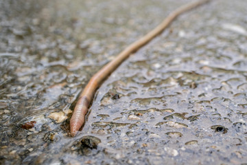 the earthworm crawled out onto the asphalt during the rain
