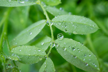curved acacia leaves in rain drops, background green leaves blurred