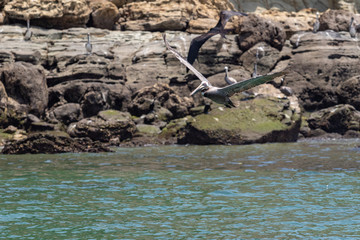 Pelicans eating in Pacheca island - Pearls Islands - Panamá