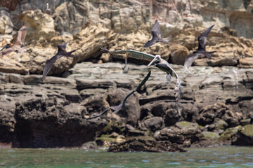 Pelicans eating in Pacheca island - Pearls Islands - Panamá