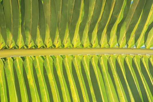 Palme, palmbaum, Arecales