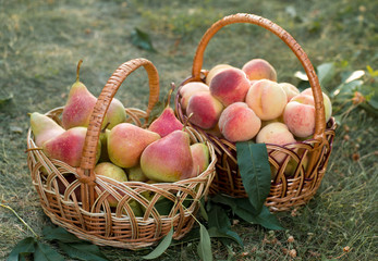 A basket with ripe peaches stands on the grass.