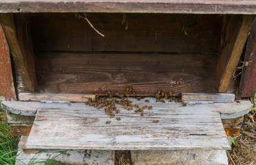 Bees in gray hives on a sunny day in the garden
