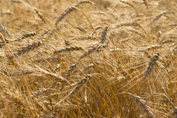 Wheat field illuminated by rays of the setting sun