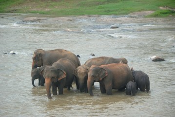 Obraz premium Herd of elephants bathing in the river