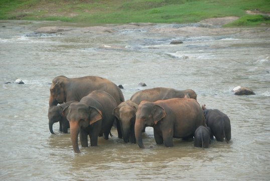 Herd of elephants bathing in the river