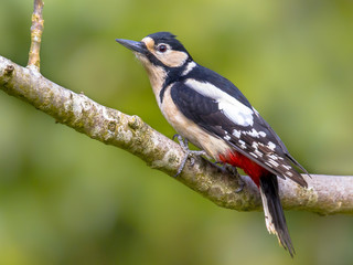 Great Spotted Woodpecker in tree