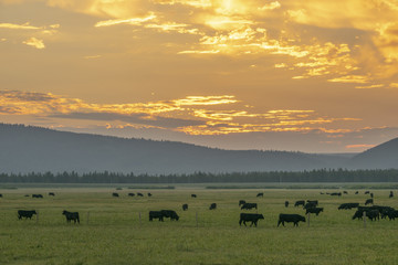 Cattle farm at Sunset Sunrise in Island Park Idaho