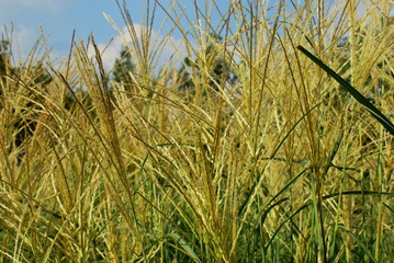 decorative grass in a summer meadow