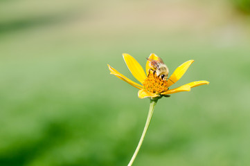 Bee on a flower
