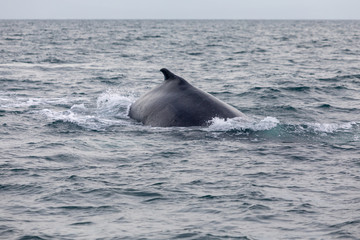 Fototapeta premium Humpback whale in Panamá - Pacific Ocean