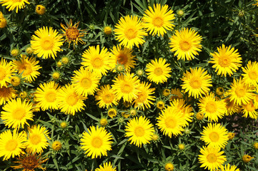 Inula ensifolia yellow flowers background