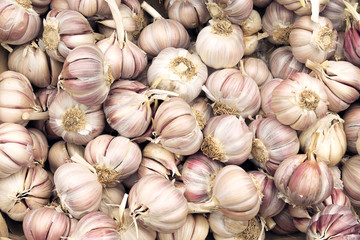 Group of garlic  close up background