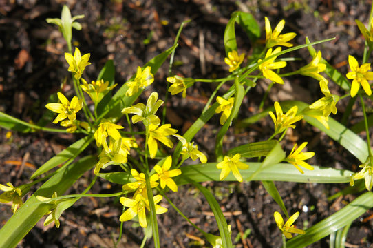 Gagea villosa or hairy star of bethlehem green plant with yellow flowers