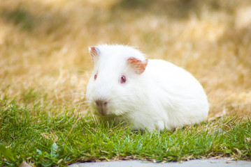 White Guinea pig sitting in green and yellow grass