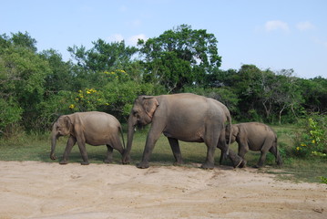 Naklejka premium Photo of asian elapahnt cow with two calfs