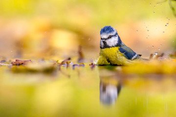 Blue tit in water autumn background