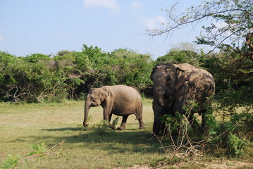 Photo of asian elapahnt cow with two calfs