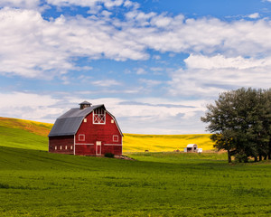 Red barn and canola field in Palouse, WA - Powered by Adobe