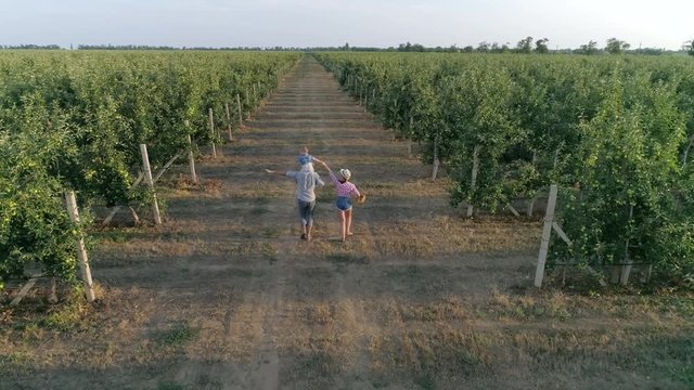 agribusiness, happy parents with toddler holding hands running along apple garden between rows in aerial view