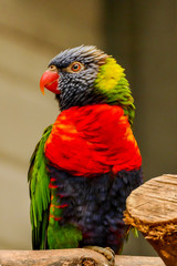 Beauté multicolore !