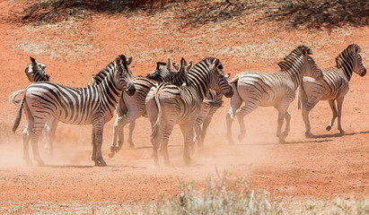 Fototapeta na wymiar Zebra Herd At Watering Hole