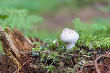 Vescia bianca Lycoperdon perlatum